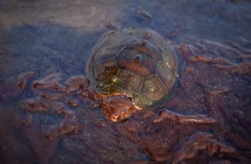 Защита гибнущих морских черепах из-за разливов нефти, мусора, рыболовных сетей