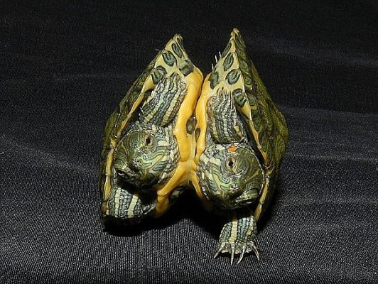 Двухголовая черепаха