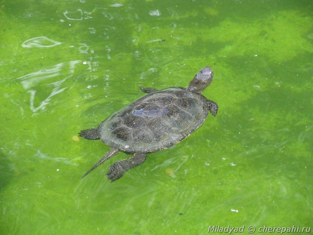 Болотная черепаха в пруду