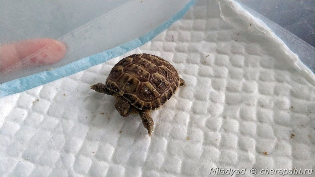 Содержание новорожденных сухопутных черепах
