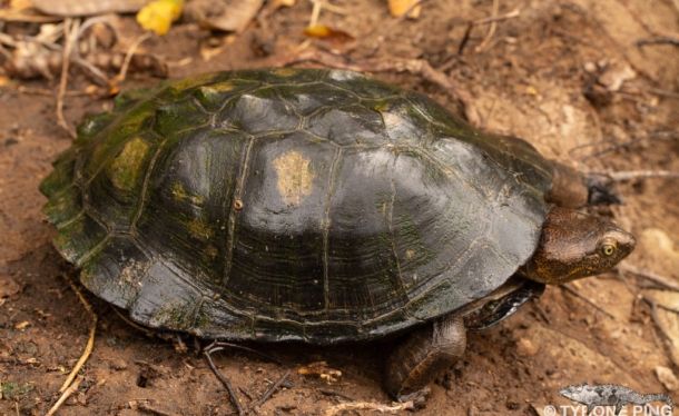 Pelusios sinuatus (Зазубренная складная черепаха)