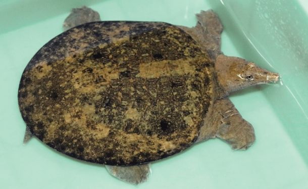 Pelodiscus axenaria (Хунаньская мягкотелая черепаха)