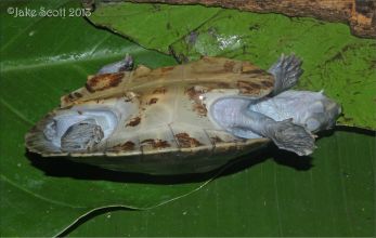 Амазонская щитоногая черепаха