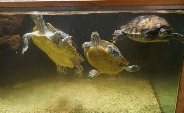Какую воду можно заливать в аквариум и купалки черепах?