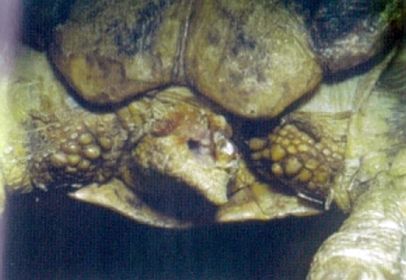 Клоацит у черепах