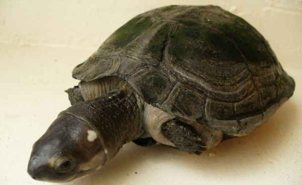 Siebenrockiella crassicollis (Черная черепаха)