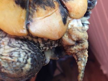 Гиперкератоз или нарушение линьки у черепах