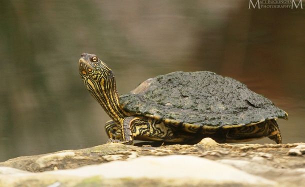 Graptemys versa (Техасская географическая черепаха)