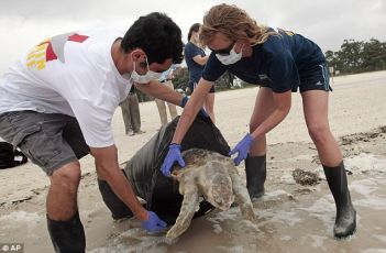 Защита гибнущих морских черепах из-за разливов нефти, мусора, рыболовных сетей