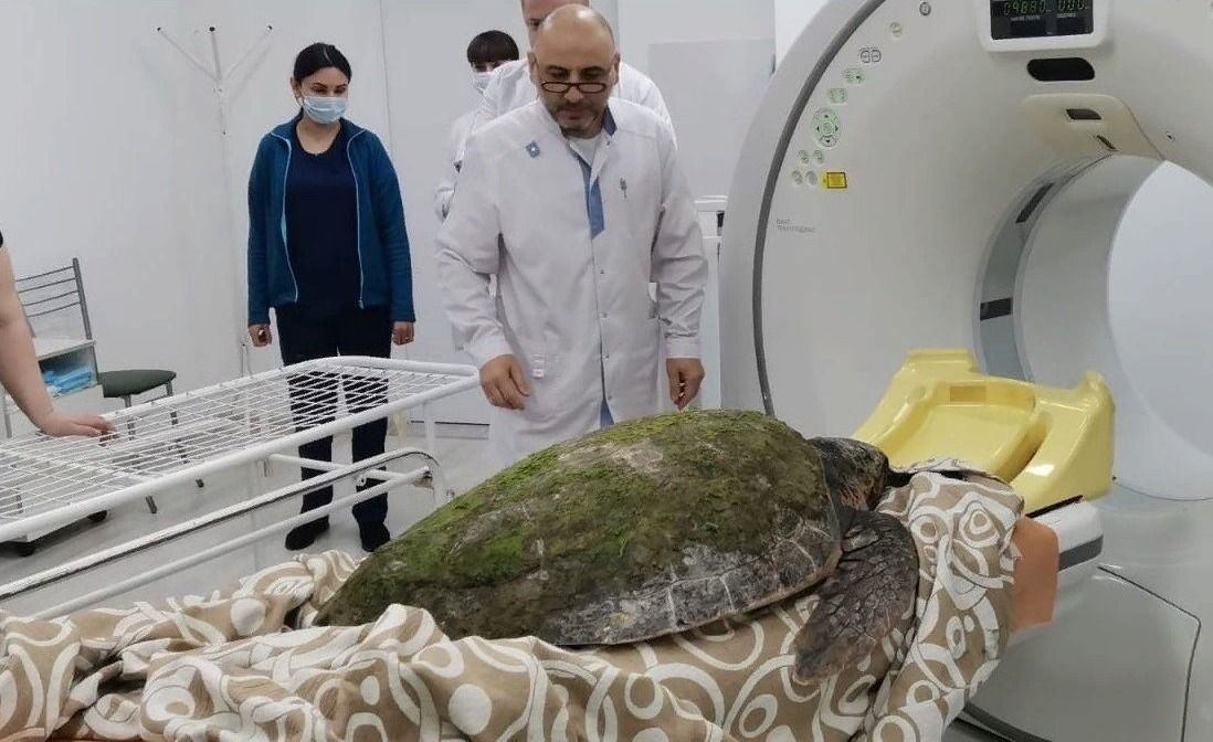 Компьютерная-томография (КТ) у черепах