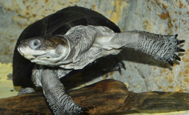 Pelusios chapini (Центральноафриканская иловая черепаха)