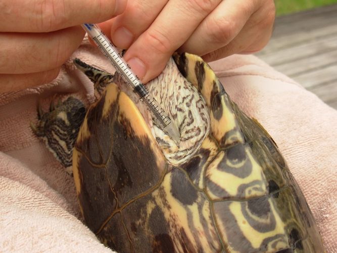 Интрацеломический укол черепахе