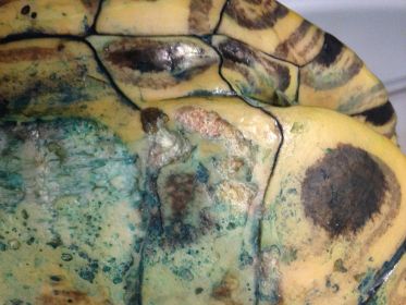 Бактериальная инфекция панциря у черепахи