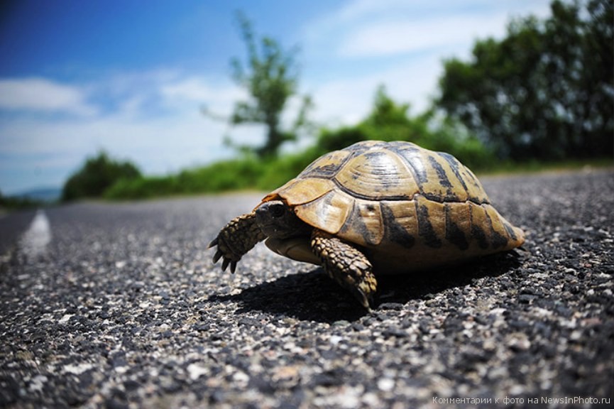 Черепаха на дороге