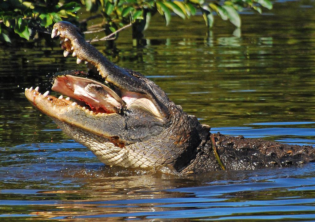 крокодил ест черепаху