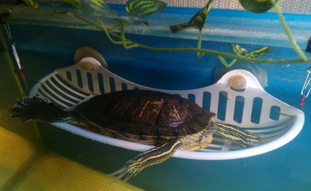 Красноухая черепаха в домашних условиях — Центр ветеринарної допомоги «Елітвет»