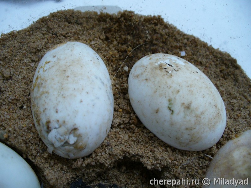 Сколько вынашивают яйца. Земля яйцо. Белые яйца в земле. Маленькие белые яйца. Маленькие яйца в земле.