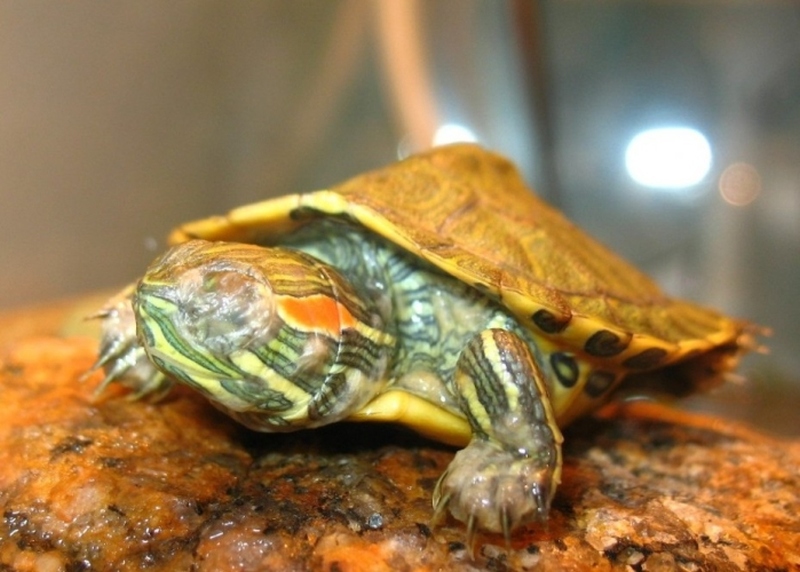 Спячка черепахи в домашних условиях. Мертвая красноухая черепаха. Черепашка красноухая маленькая. Мертвая красноухая черепашка.