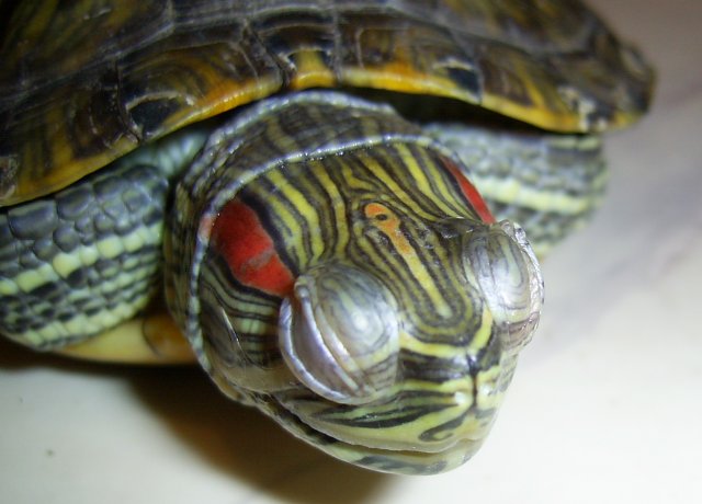 конъюнктивит у черепахи красноухой