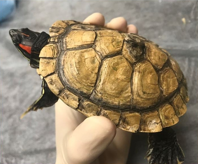 Черепаха без панциря красноухая фото