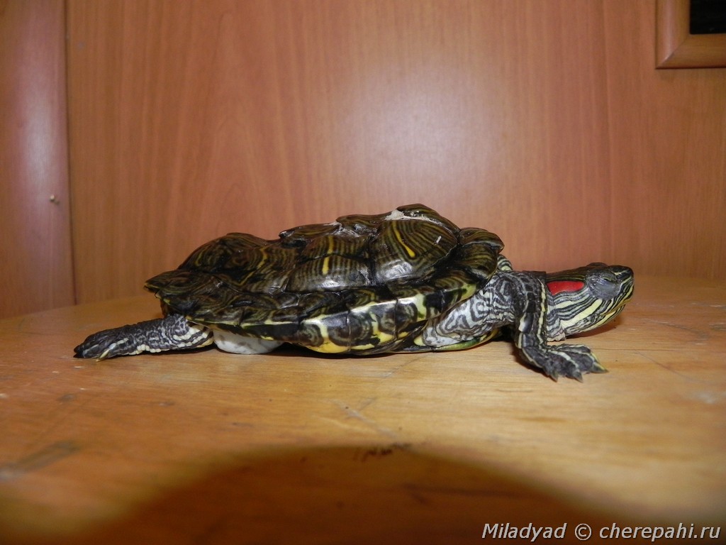 Лечение болезней водных красноухих черепах