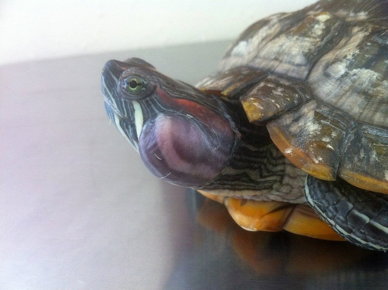 У черепахи опухли глаза, как лечить?