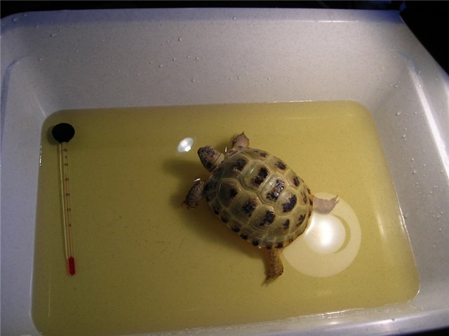 Сухопутная черепаха: продолжительность жизни, правила содержания и особенности поведения ( фото)