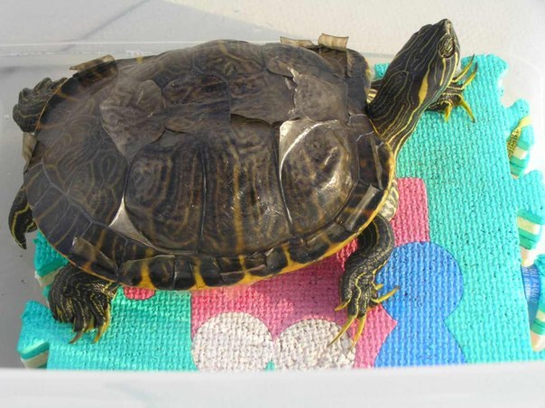 Эффективные способы чистки панциря черепахи