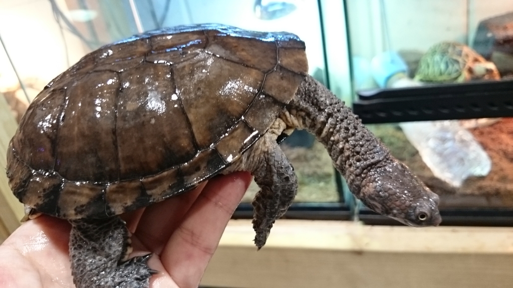 Acanthochelys pallidipectoris (Шпоровая плоская черепаха) - Черепахи.ру