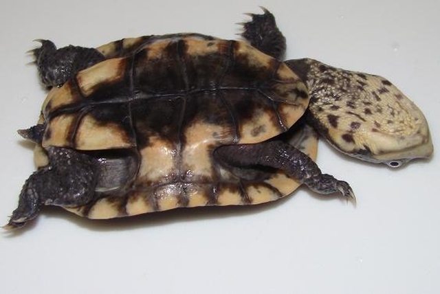 Бугорчатая жабоголовая черепаха (Phrynops tuberculatus): описание, особенности, места обитания