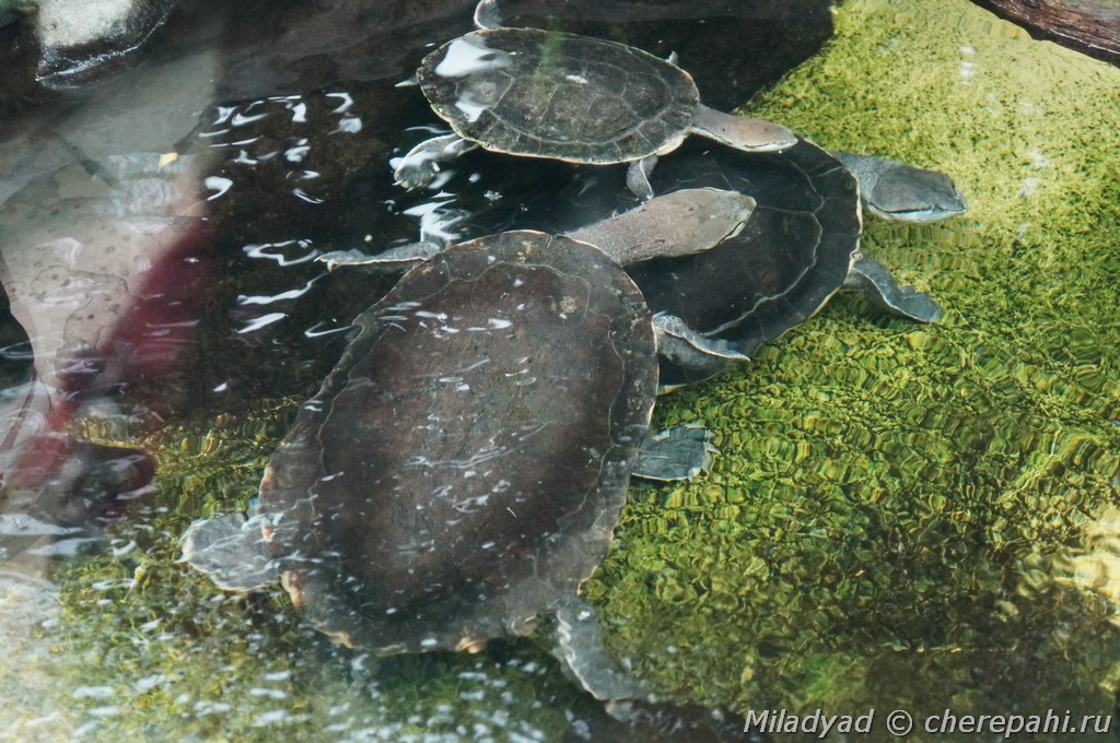 Бокошейная черепаха Илера: особенности, образ жизни, распространение