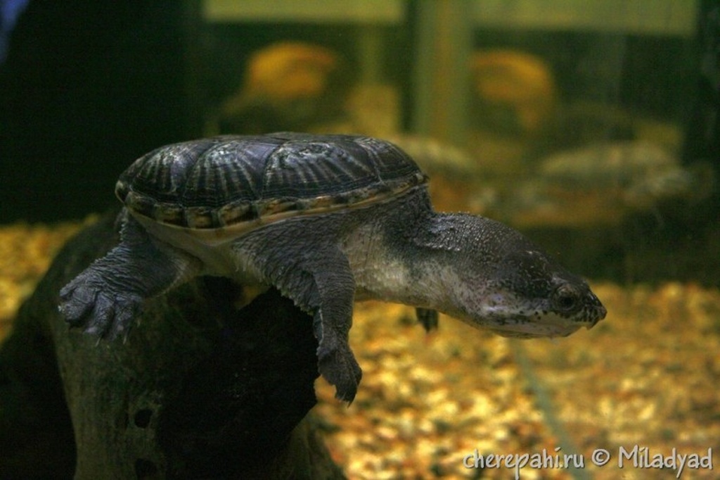 Обзор и основные черты иловой черепахи Адансона (Pelusios adansoni)