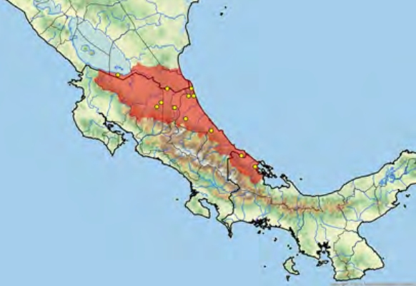 Kinosternon angustipons (Карибская иловая черепаха) Черепахи.ру