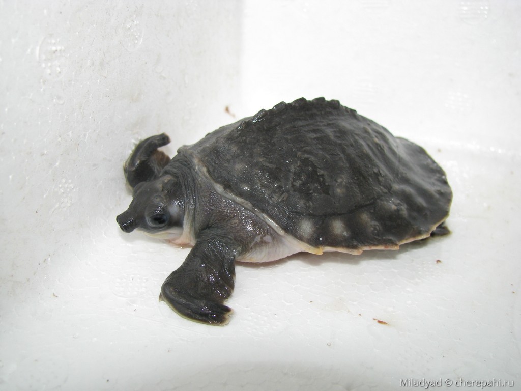 Carettochelys insculpta (Двухкоготная черепаха) - Черепахи.ру