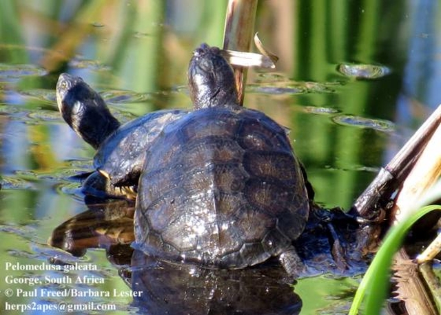 Род Пеломедузы: типичные черепахи для домашнего аквариума