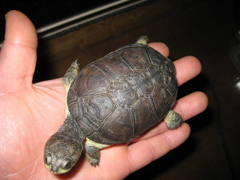 Красноухая черепаха мини. Карликов черепаха. Карликов черепаха. Малыши среднеазиатской черепахи. Карликов черепаха.