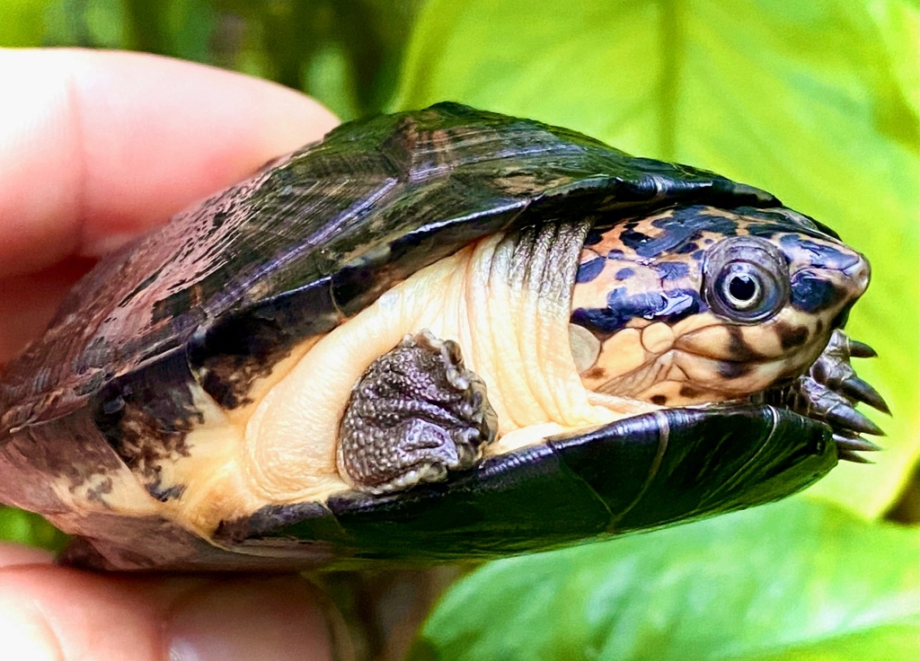 Род Складные черепахи (Pelusios): особенности и разновидности