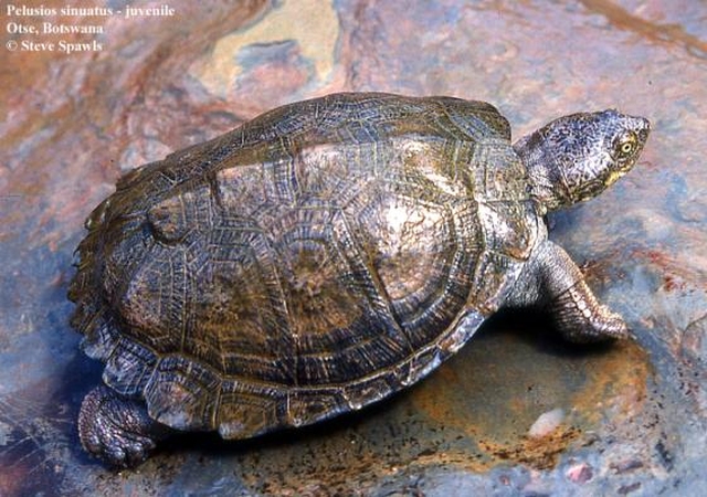 Уход и здоровье зазубренной складной черепахи:
