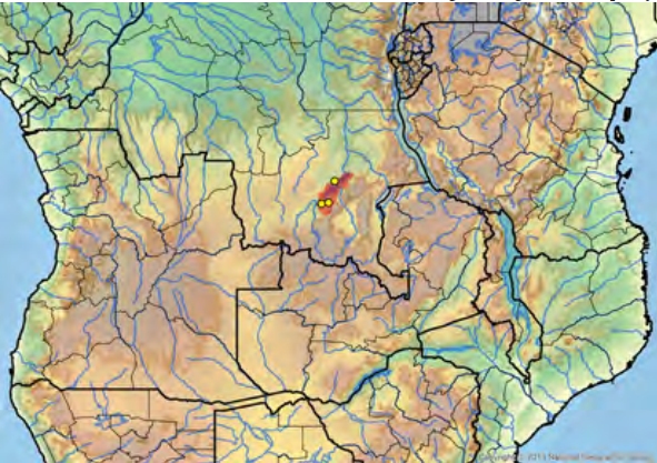 Pelusios upembae (Иловая черепаха Упемба) Черепахи.ру
