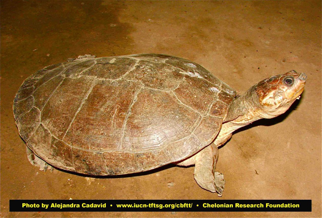 Оринокская черепаха: внешний вид и образ жизни
