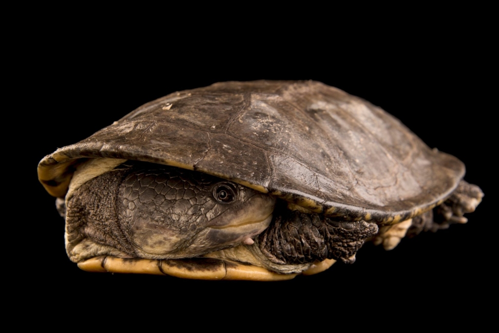 Размеры и вес