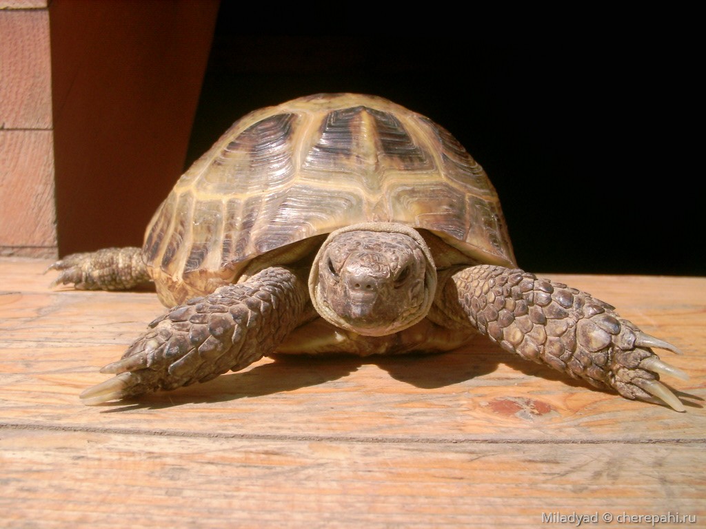Testudo (Agrionemys) horsfieldii (Среднеазиатская черепаха) - Черепахи.ру