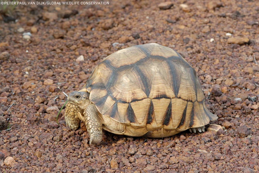 Виды мадагаскарских щитоногих черепах Erymnochelys