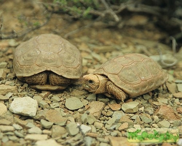Chersobius boulengeri (Капская черепаха Буленджера) Черепахи.ру