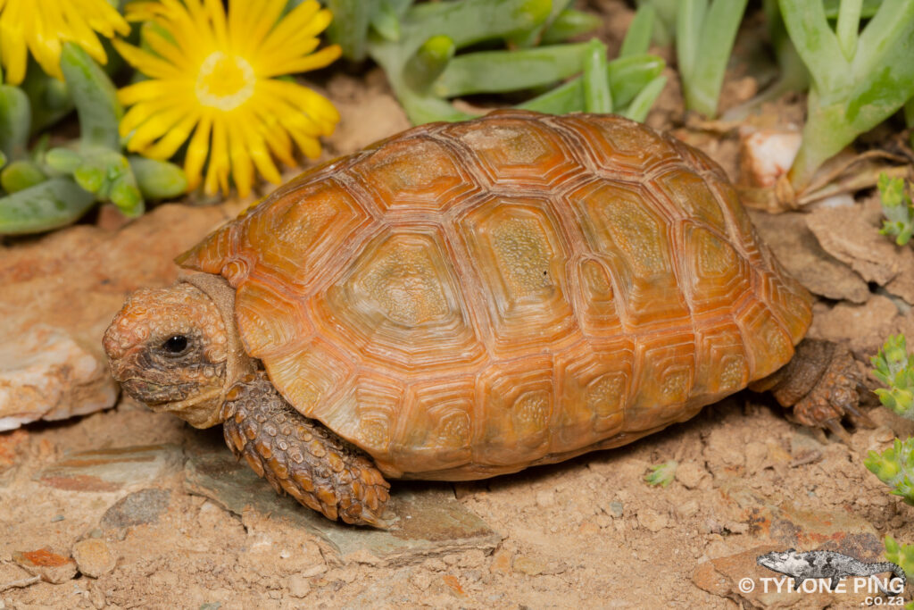 Chersobius boulengeri (Капская черепаха Буленджера) Черепахи.ру