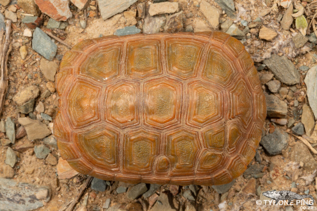 Chersobius boulengeri (Капская черепаха Буленджера) Черепахи.ру