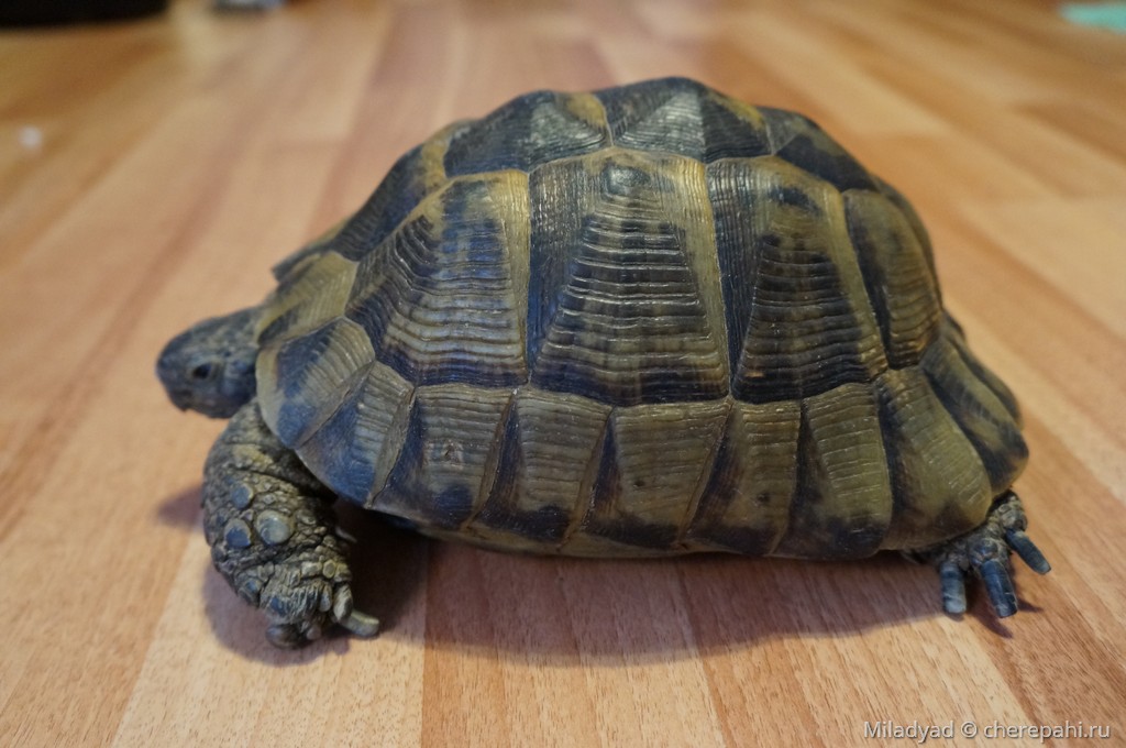 Testudo graeca (Средиземноморская черепаха) - Черепахи.ру
