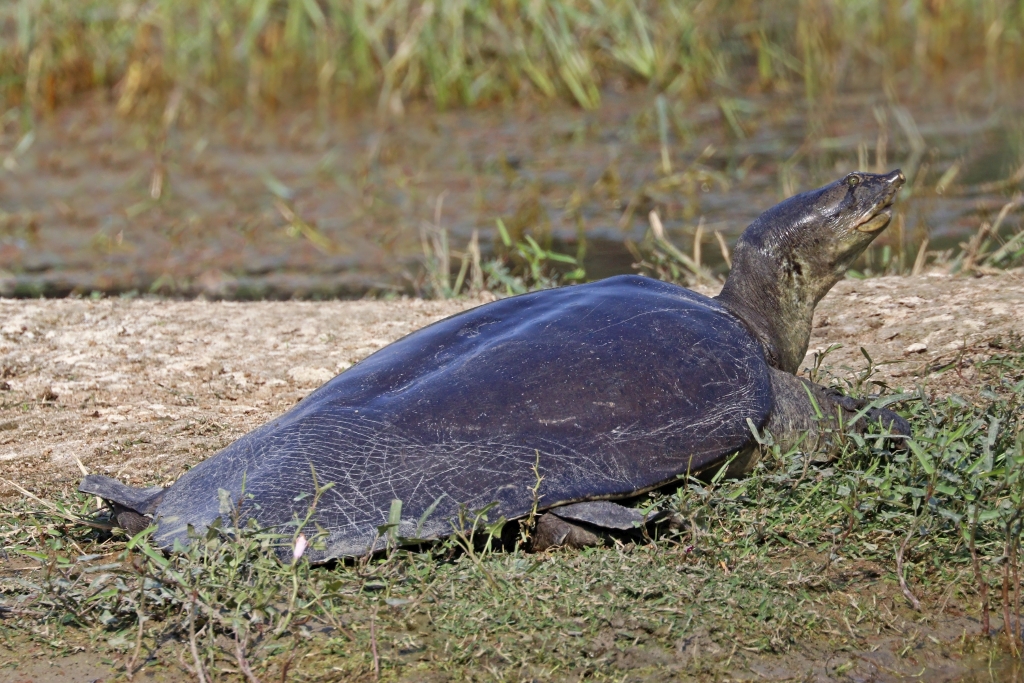 Род индийские лопастные черепахи (Lissemys): особенности и разновидности