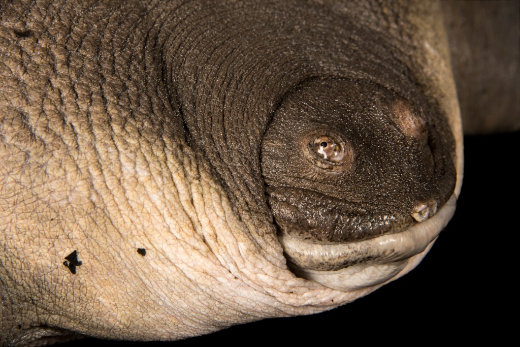 Род Большие мягкотелые черепахи (Pelochelys): Описание, особенности, фото