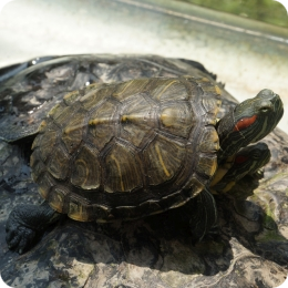 Cодержание сухопутной черепахи и уход